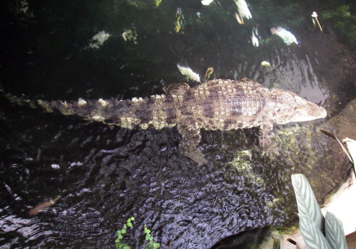 Siamese Crocodile (Crocodylus siamensis)