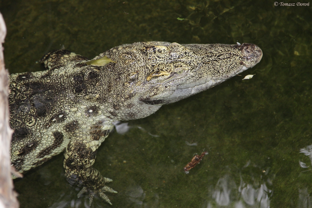 Siamese Crocodile (Crocodylus siamensis)