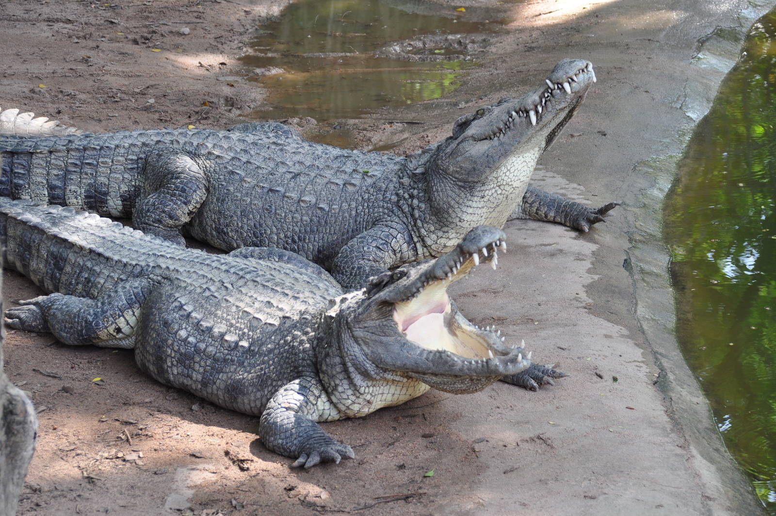 Siamese crocodile/ Crocodylus siamensis