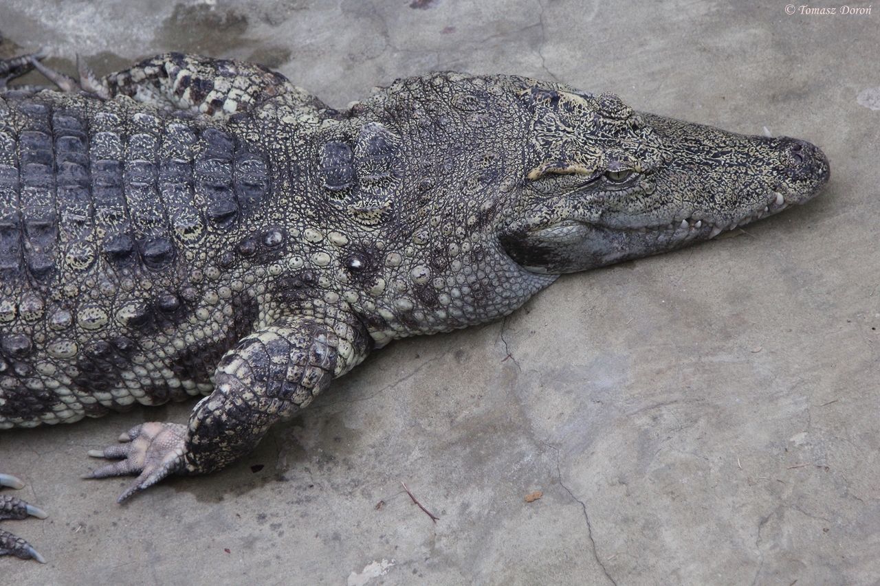 Siamese Crocodile (Crocodylus siamensis)