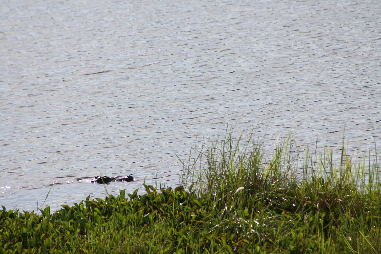 Siamese Crocodile (Crocodylus Siamensis)