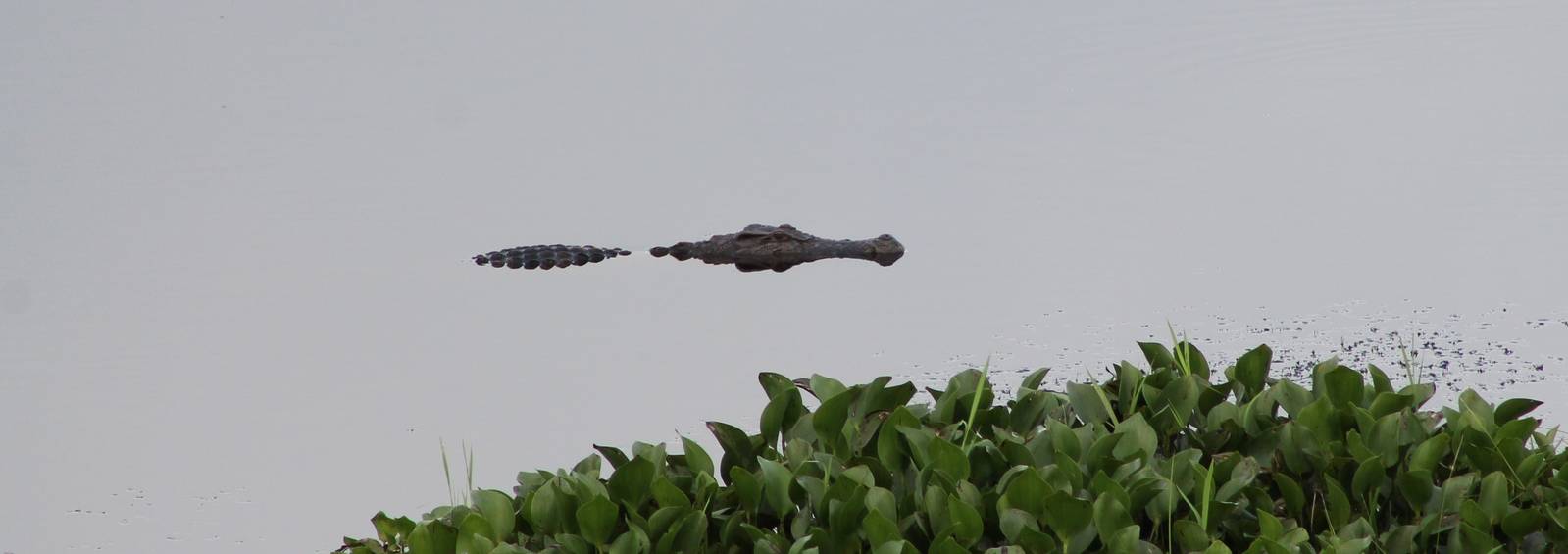 Siamese Crocodile (Crocodylus siamensis)