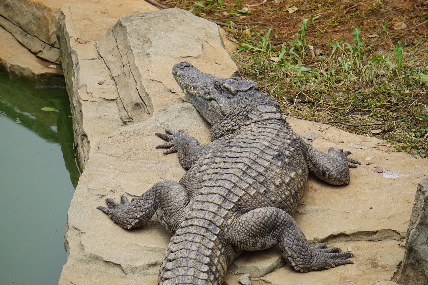 Siamese crocodile (Crocodylus siamensis)