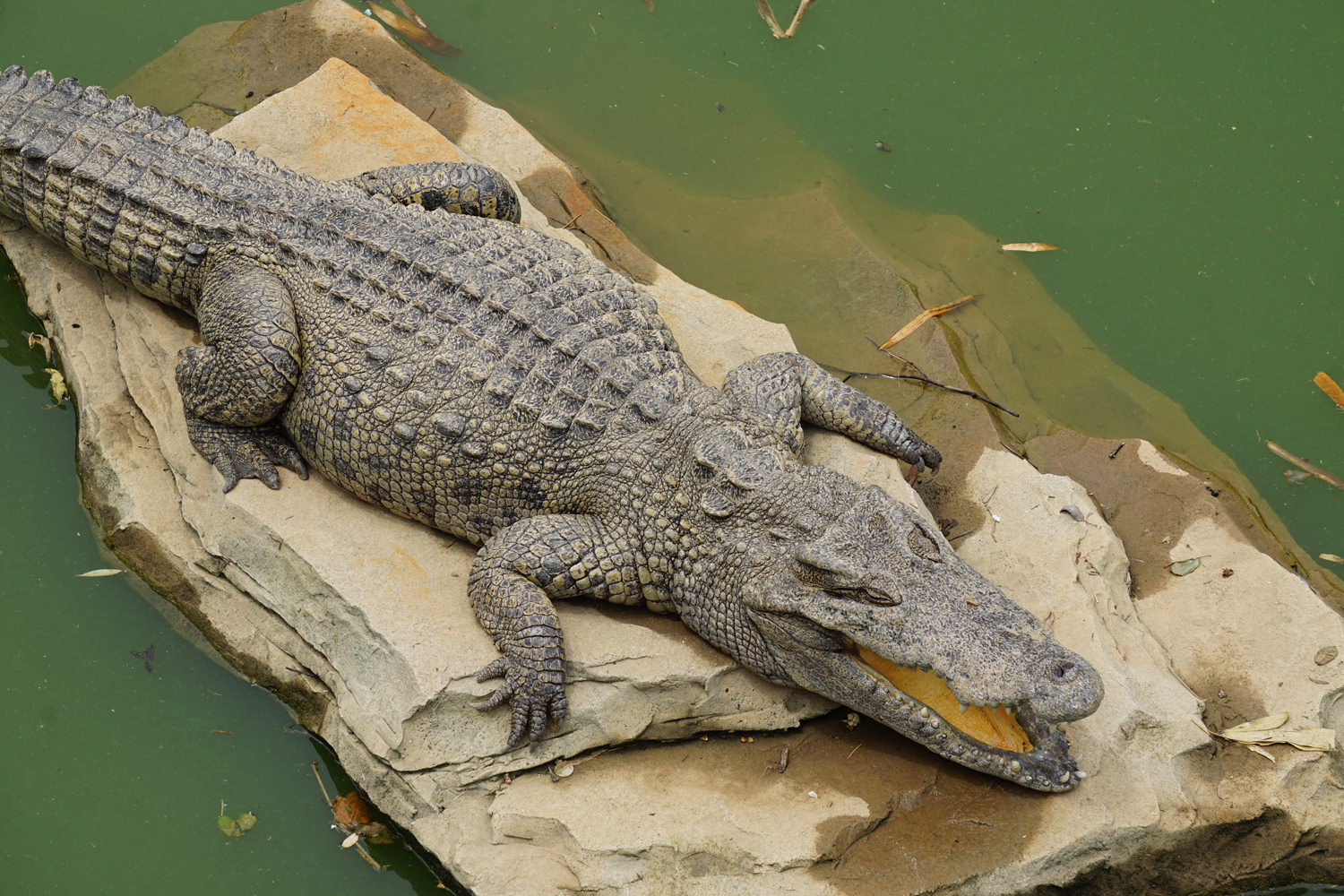 Siamese crocodile (Crocodylus siamensis)