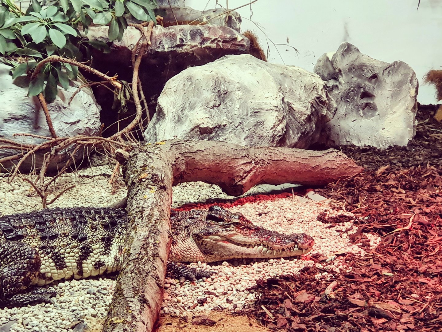 Siamese crocodile - Crocodylus siamensis