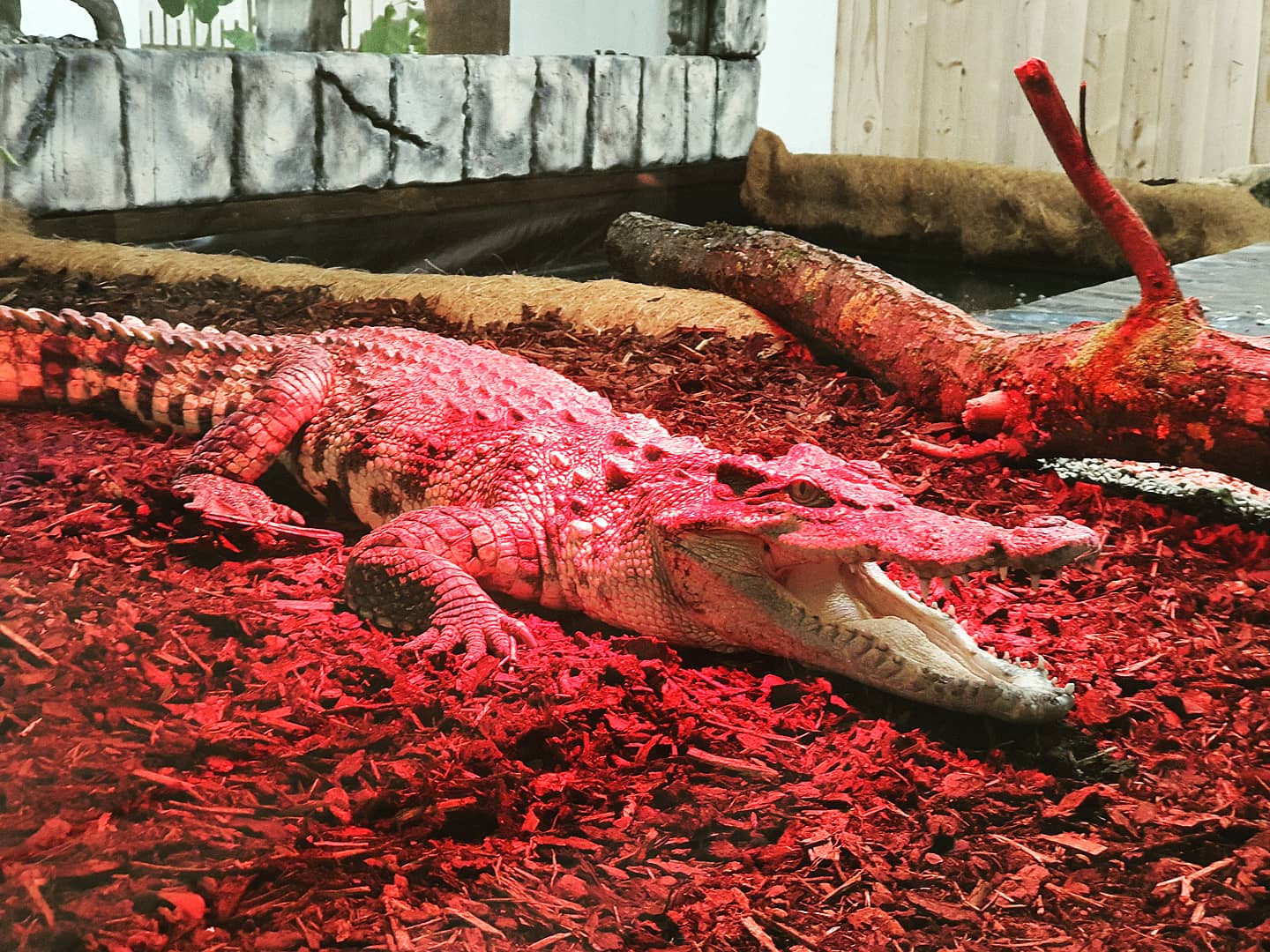 Siamese Crocodile - Crocodylus siamensis