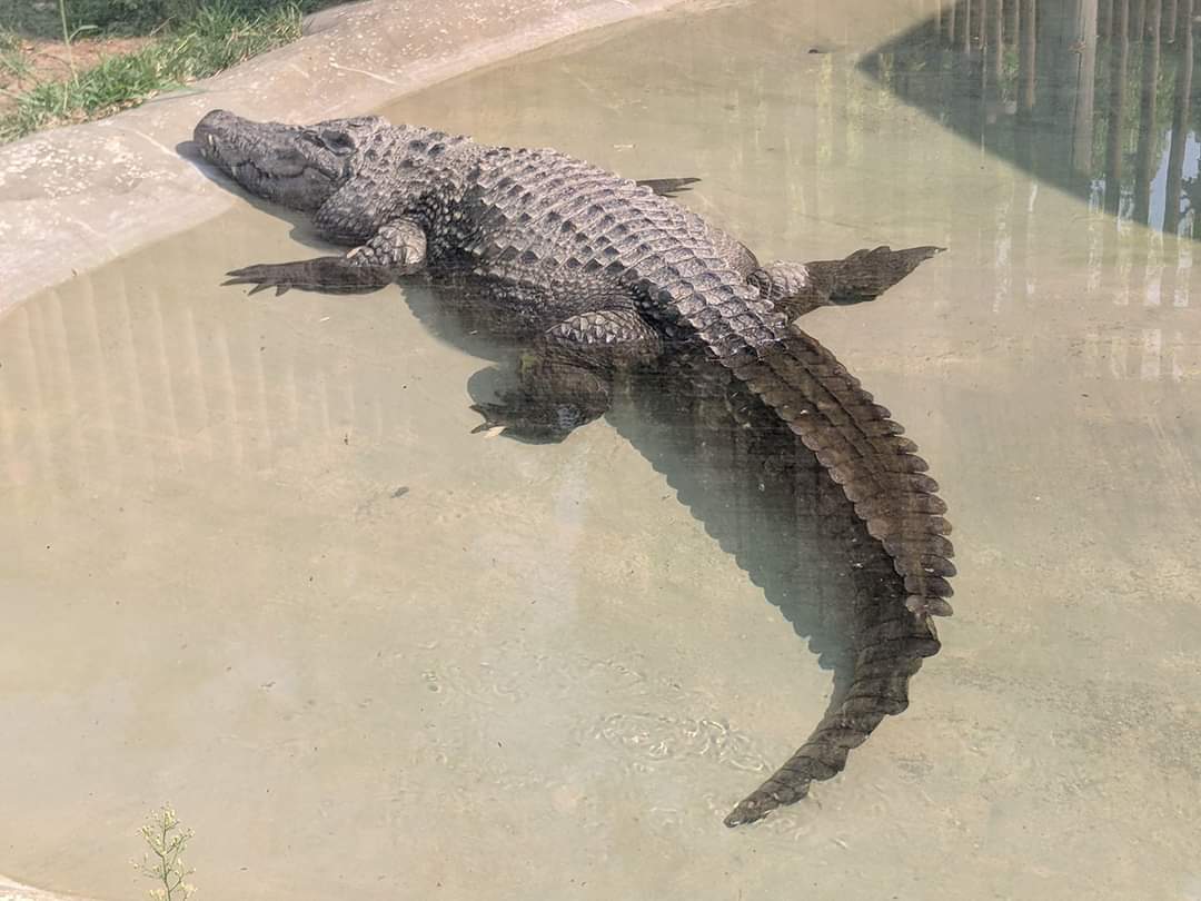 Siamese crocodile (Crocodylus siamensis)
