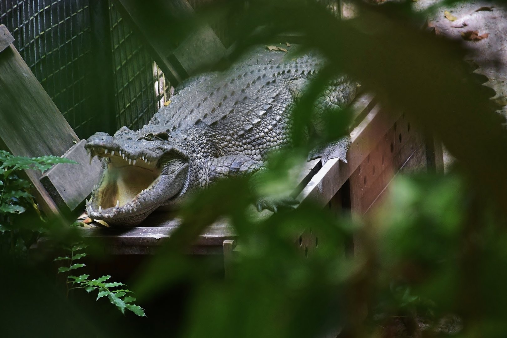 Siamese Crocodile (Crocodylus siamensis)