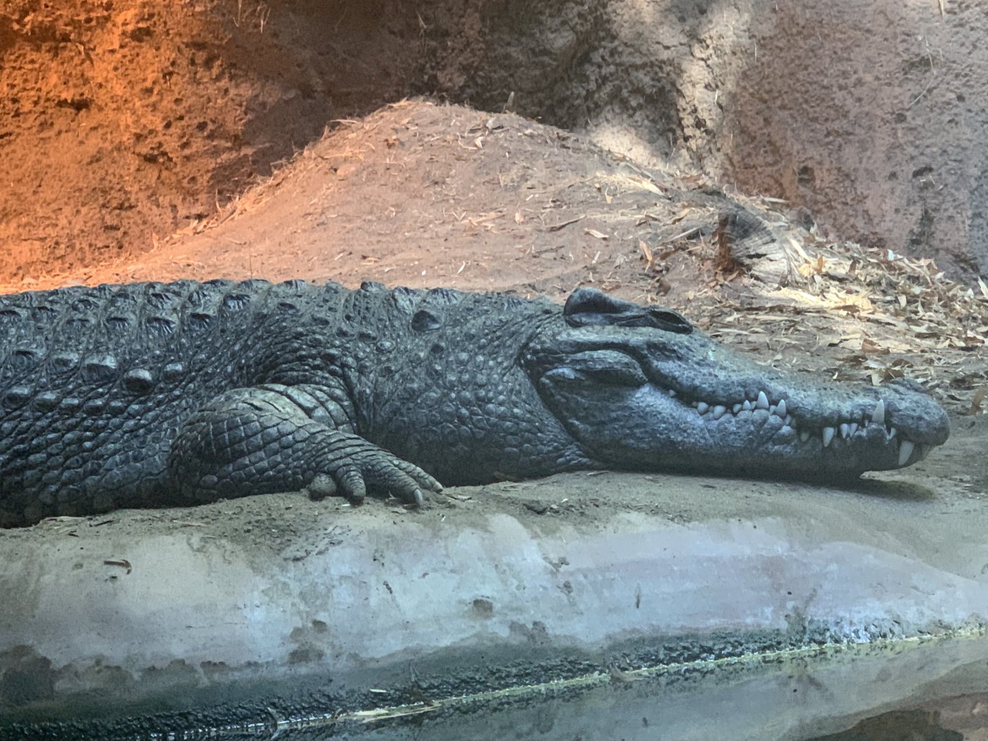 Siamese Crocodile (Crocodylus siamensis)