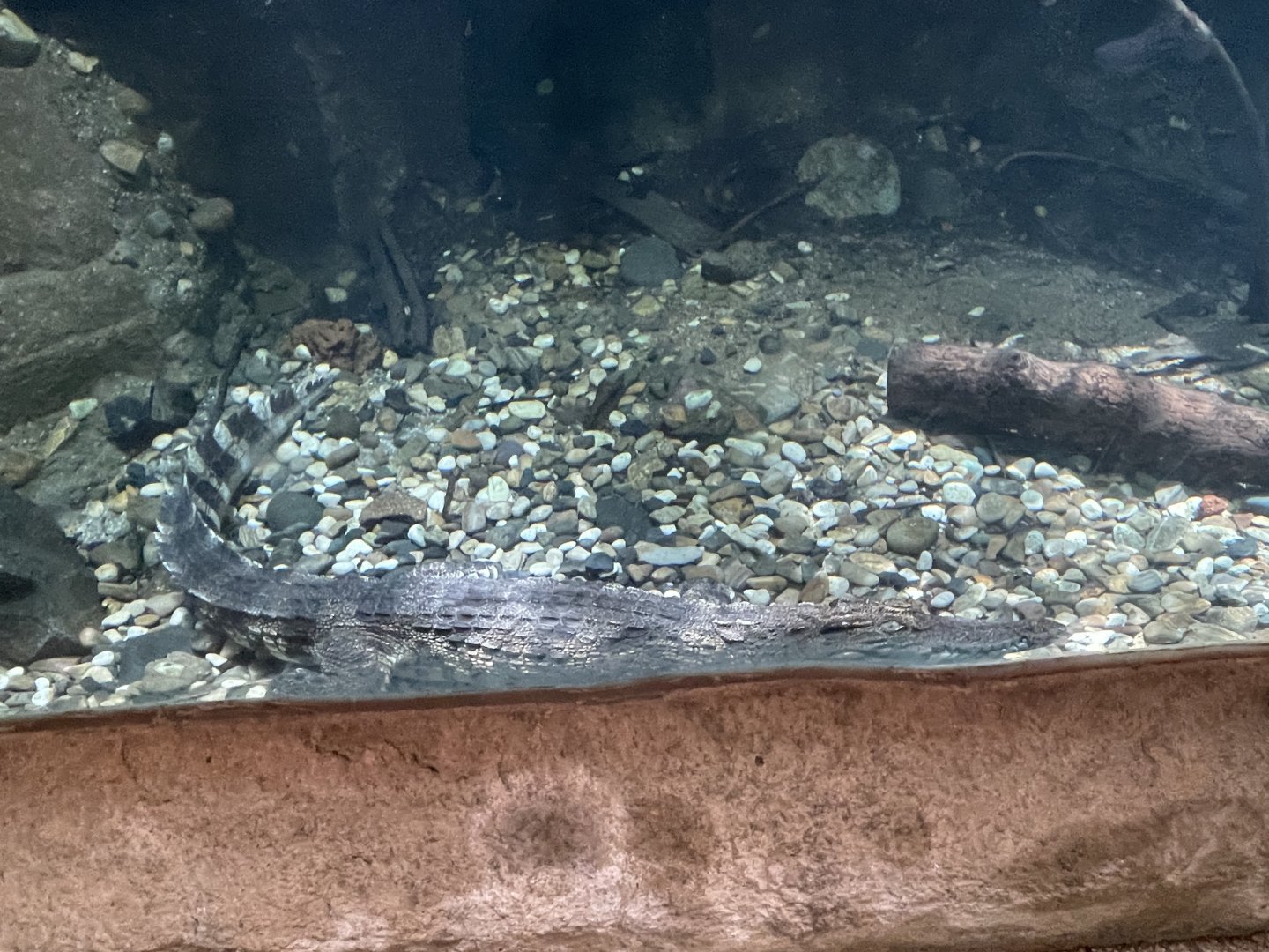 Siamese Crocodile (Crocodylus siamensis)