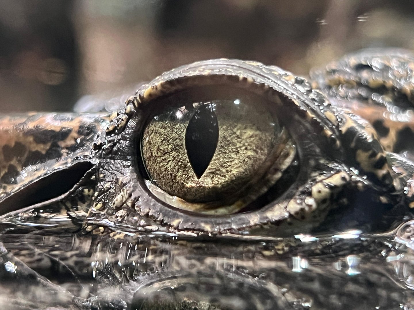 Siamese Crocodile (Crocodylus siamensis)