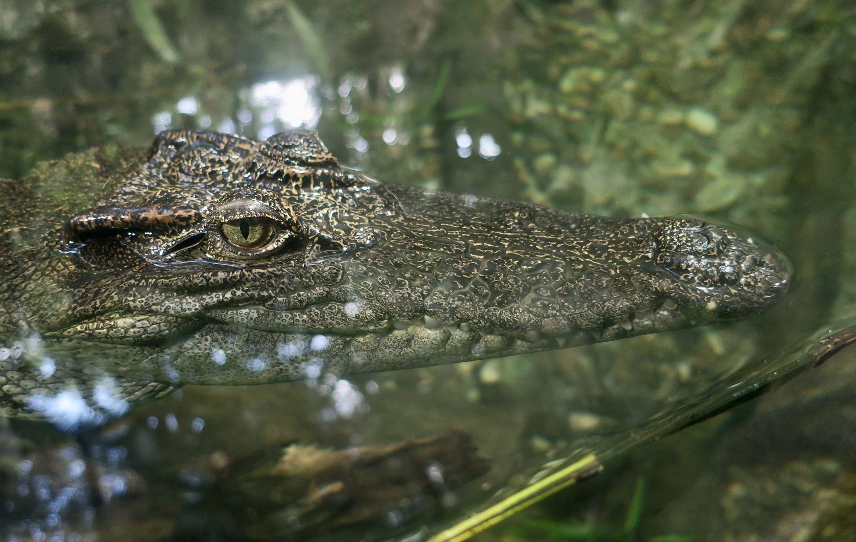 Siamese Crocodile (Crocodylus siamensis)
