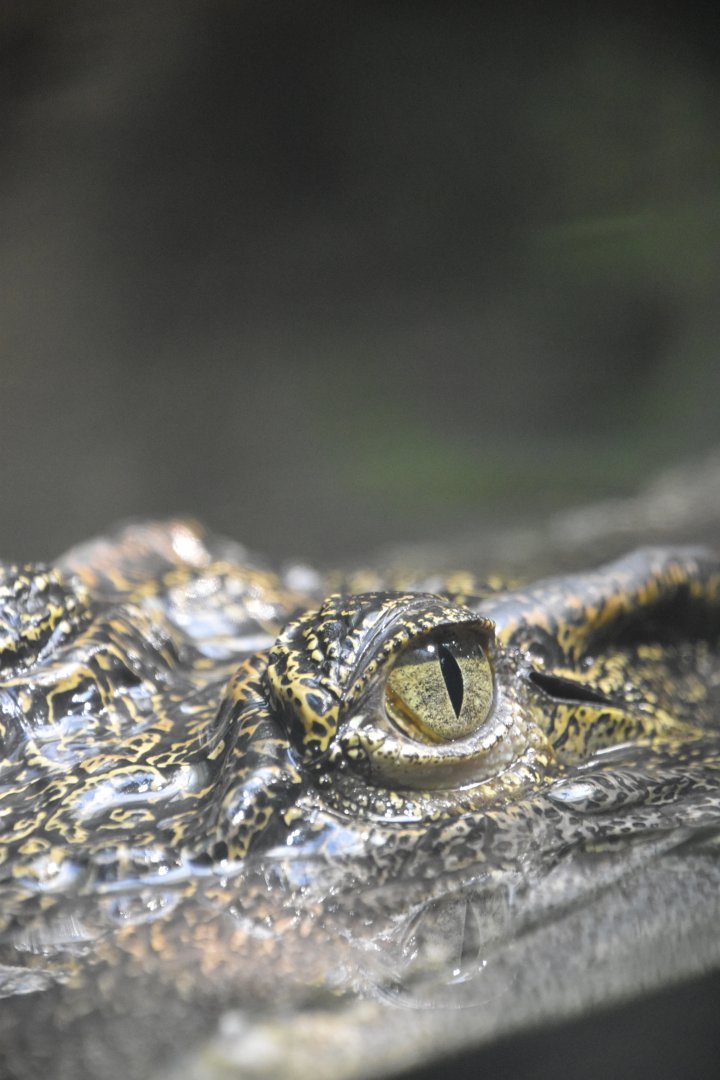 Siamese crocodile, Crocodylus siamensis