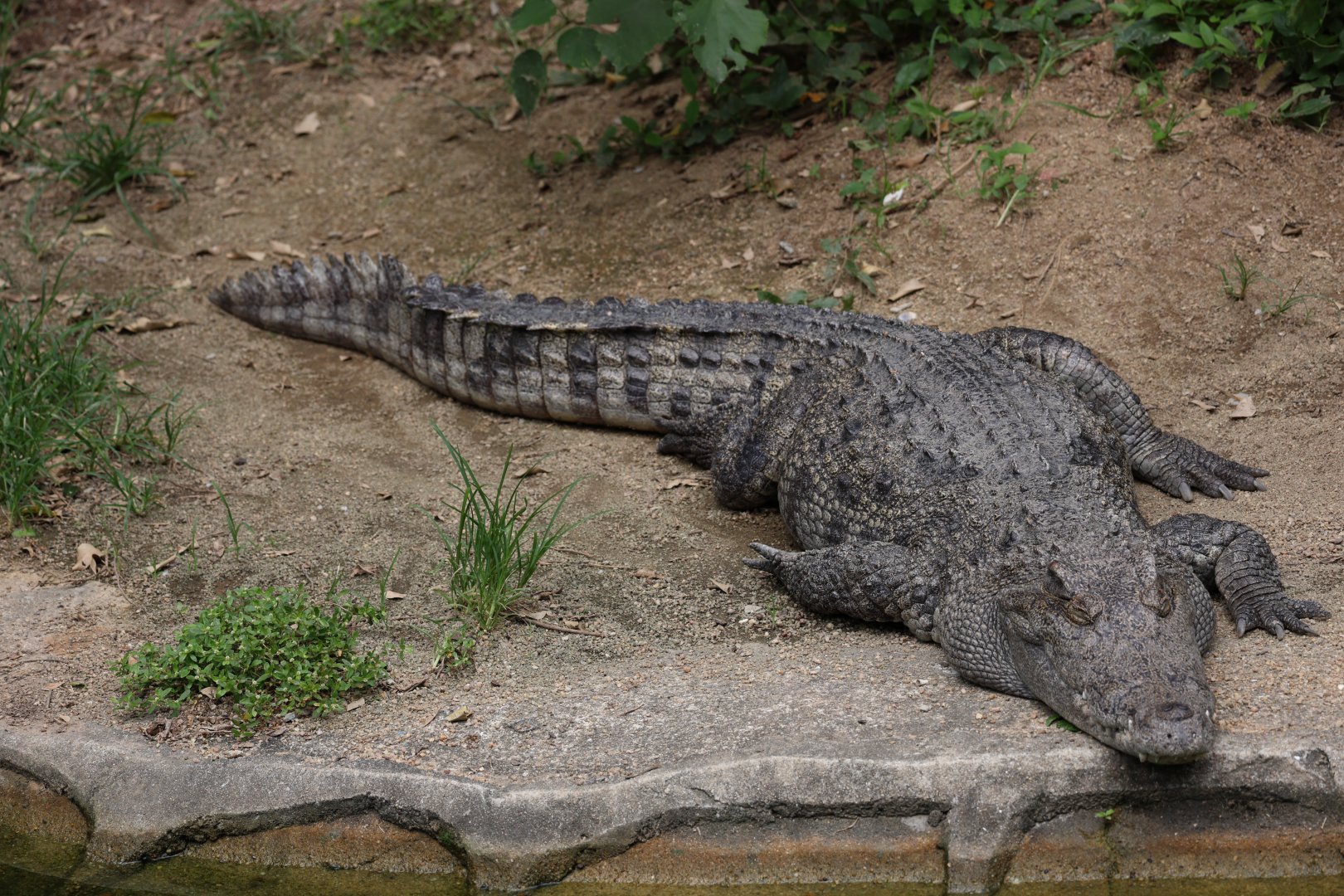 Siamese crocodile (Crocodylus siamensis)