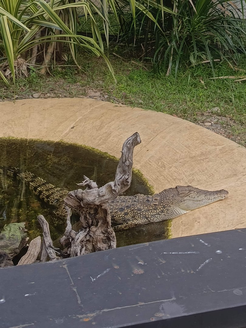 Siamese Crocodile (Crocodylus siamensis)