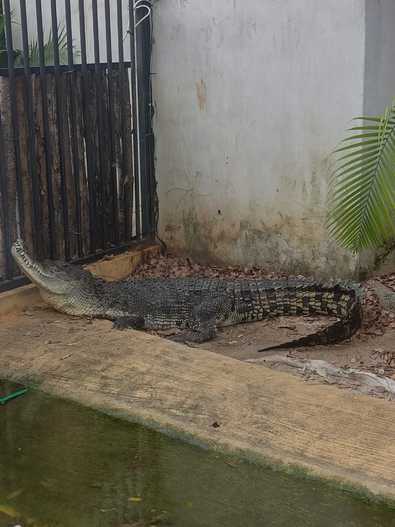 Siamese Crocodile (Crocodylus siamensis)