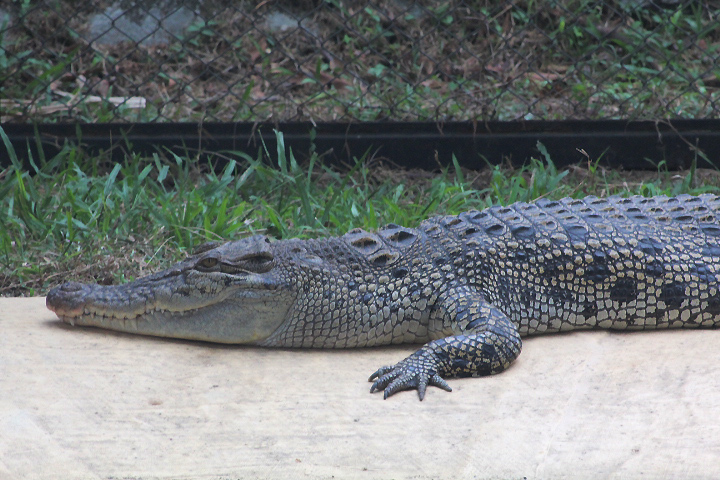Siamese crocodile (Crocodylus siamensis)