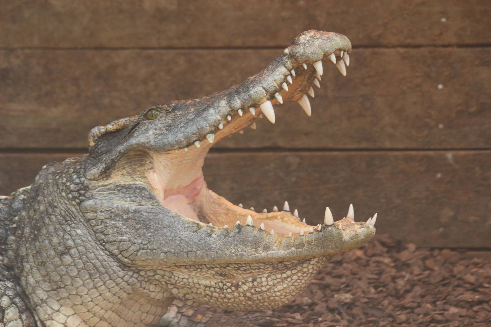 Siamese Crocodile @ Crocs of the World 23.09.2016