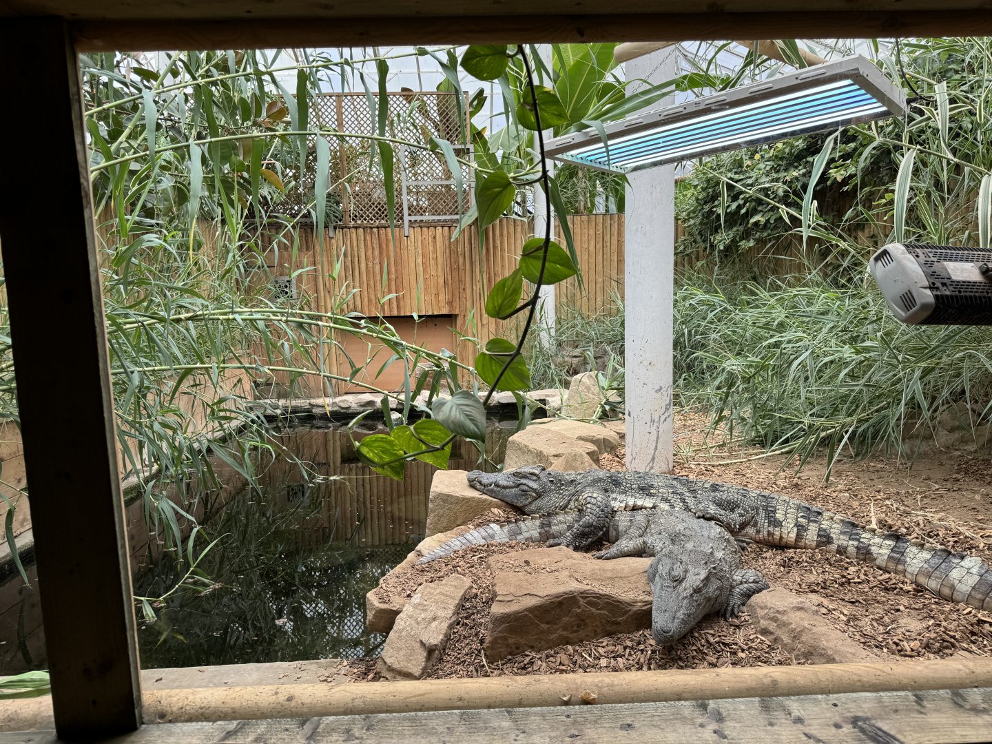 Siamese Crocodile Enclosure at Woodside Wildlife Park (May 2024)