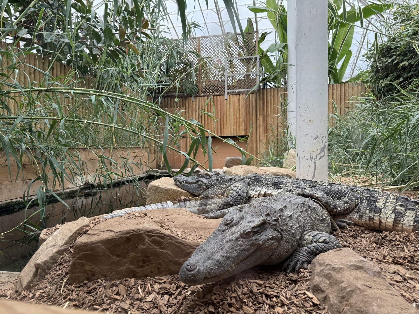 Siamese Crocodile Enclosure at Woodside Wildlife Park (May 2024)