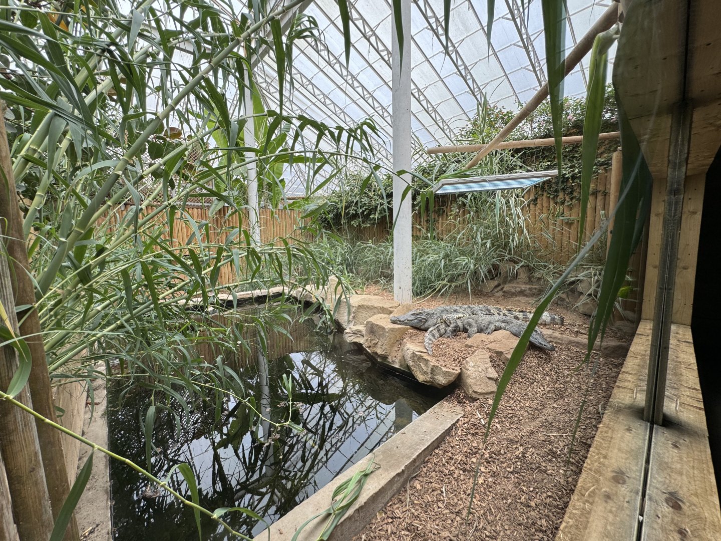 Siamese Crocodile Enclosure at Woodside Wildlife Park (May 2024)