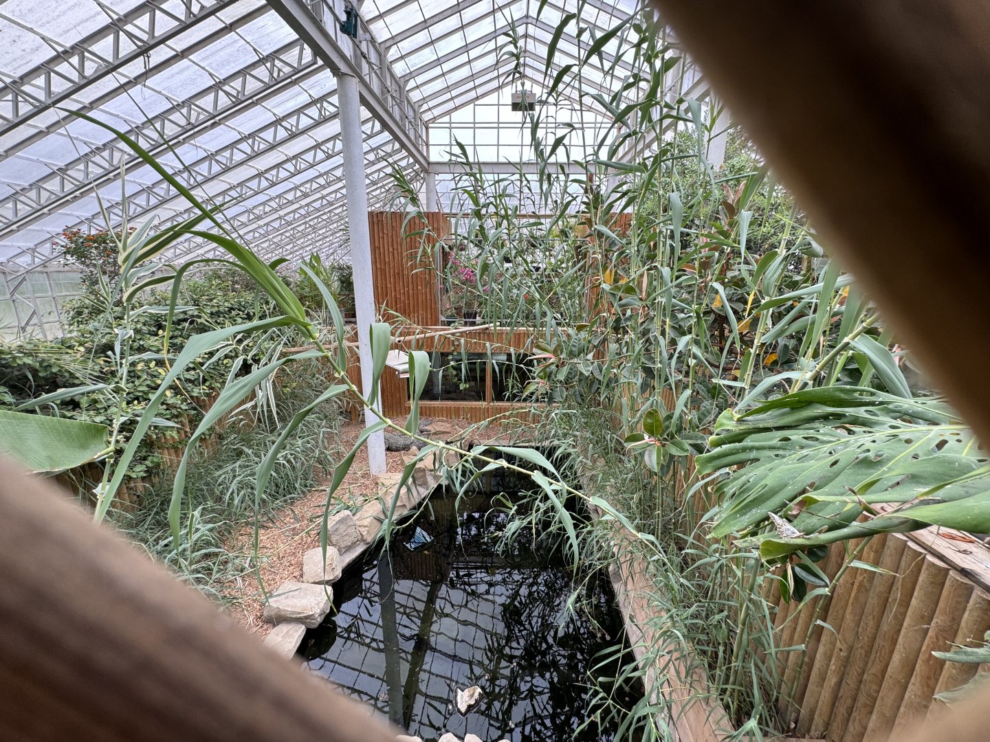 Siamese Crocodile Enclosure at Woodside Wildlife Park (May 2024)