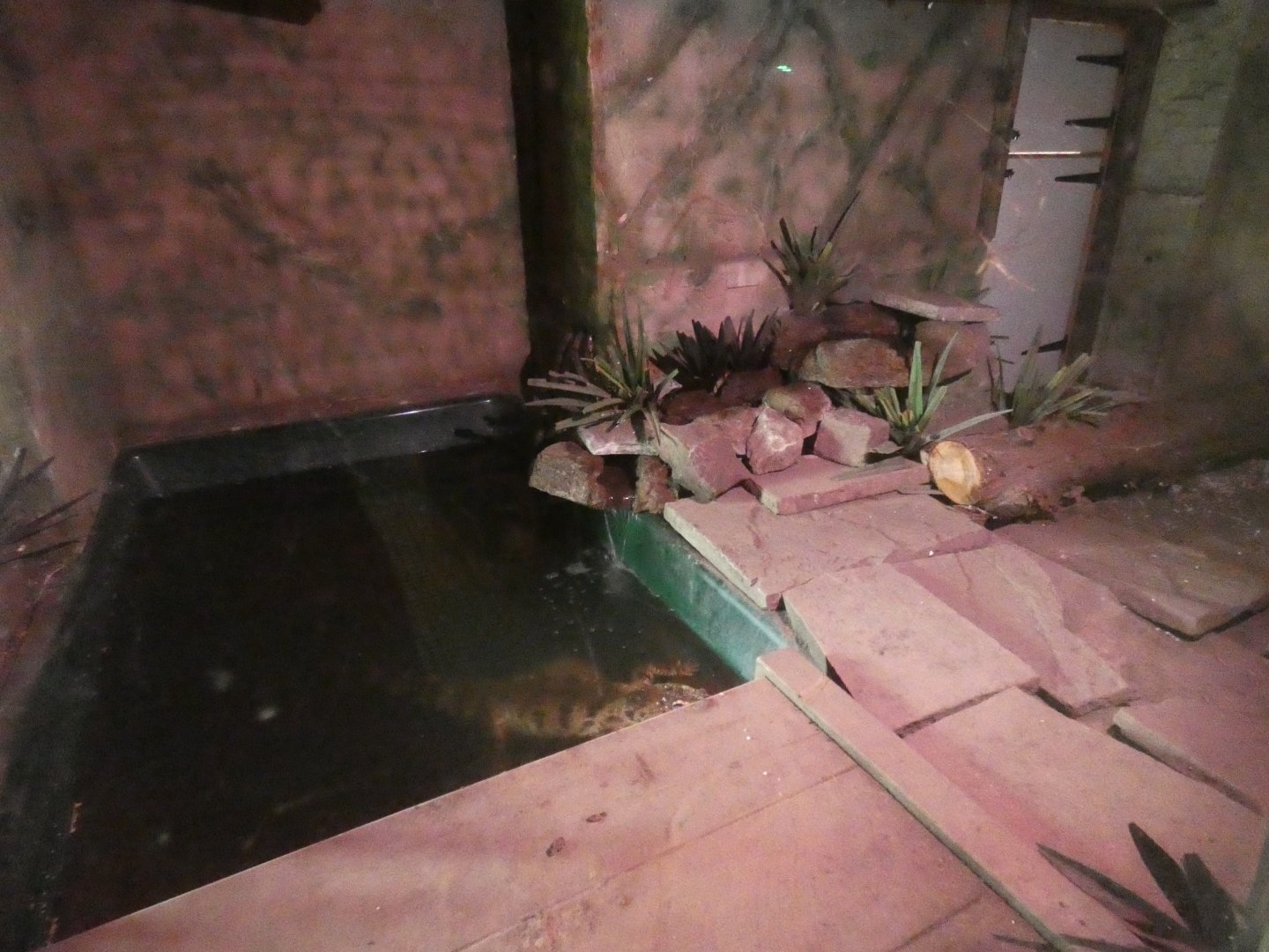 Siamese crocodile enclosure (Greenacres Animal Park)