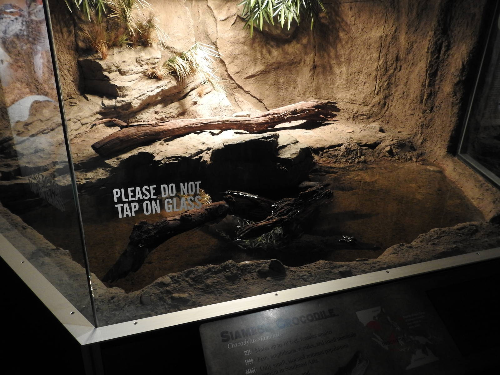 Siamese Crocodile Enclosure