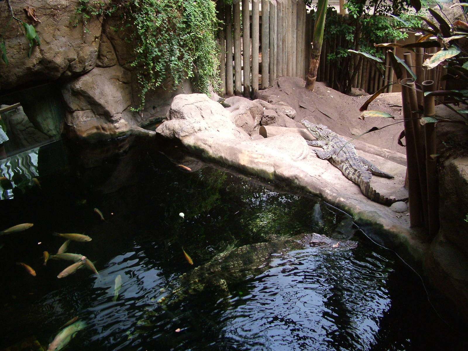 Siamese Crocodile Exhibit at Barcelona, 30/05/11