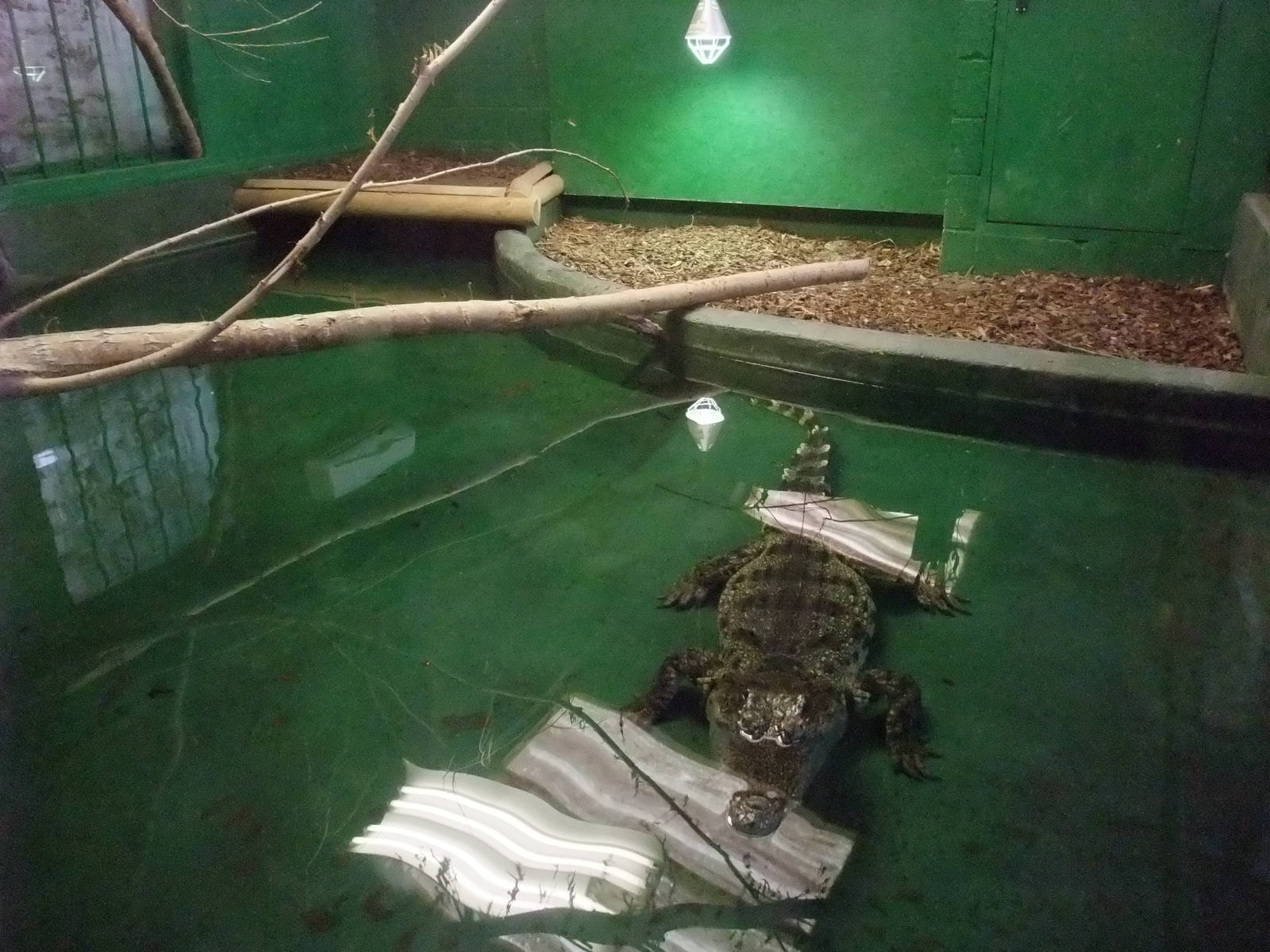 Siamese Crocodile Exhibit at Crocodiles of the World, 05/02/12