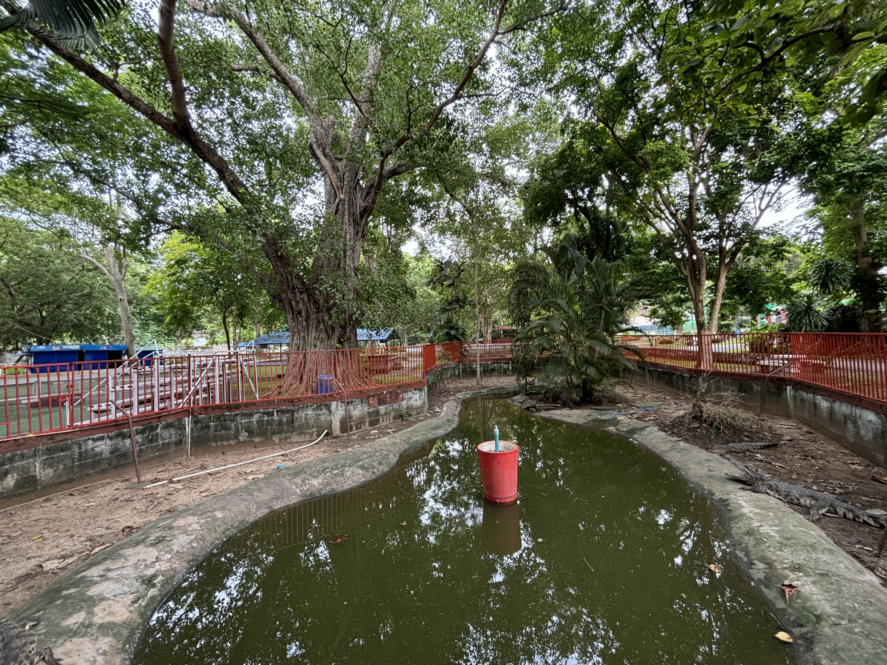 Siamese Crocodile Exhibit - Lopburi Zoo