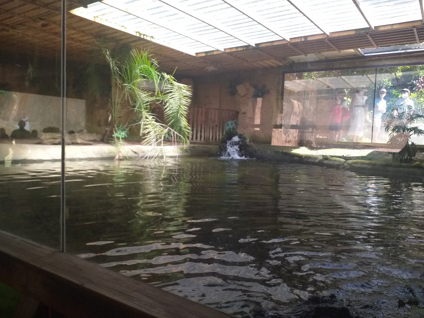 Siamese crocodile exhibit -TerraNatura Benidorm (2021)