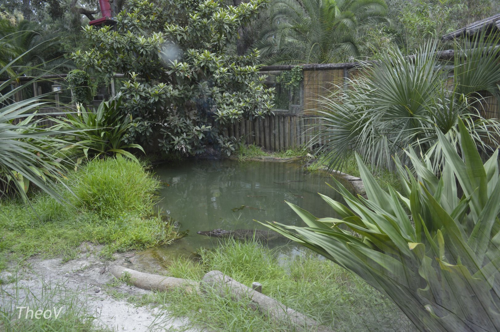 Siamese crocodile exhibit with offsprings [2017]