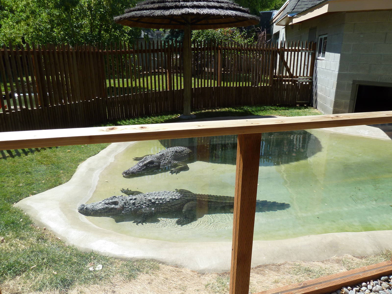Siamese Crocodile Exhibit