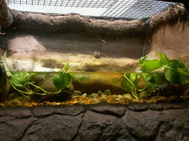 Siamese crocodile exhibit