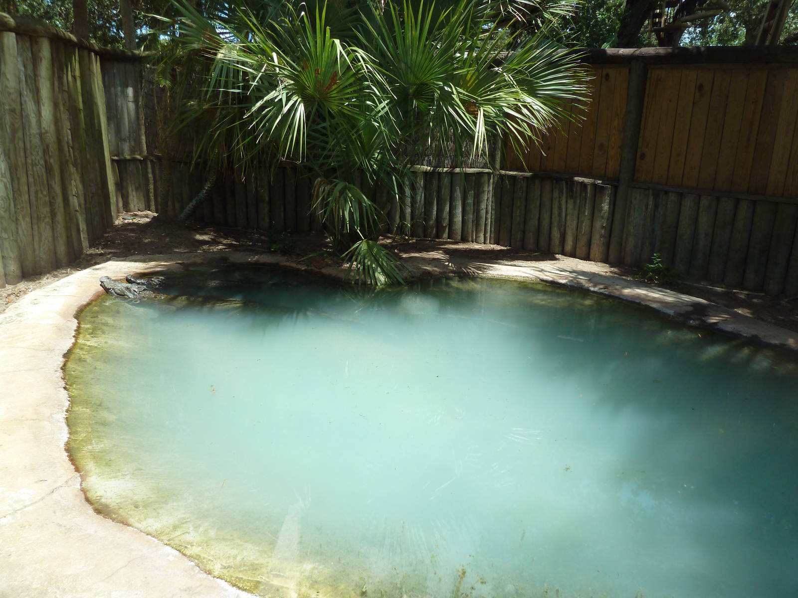 Siamese Crocodile Exhibit