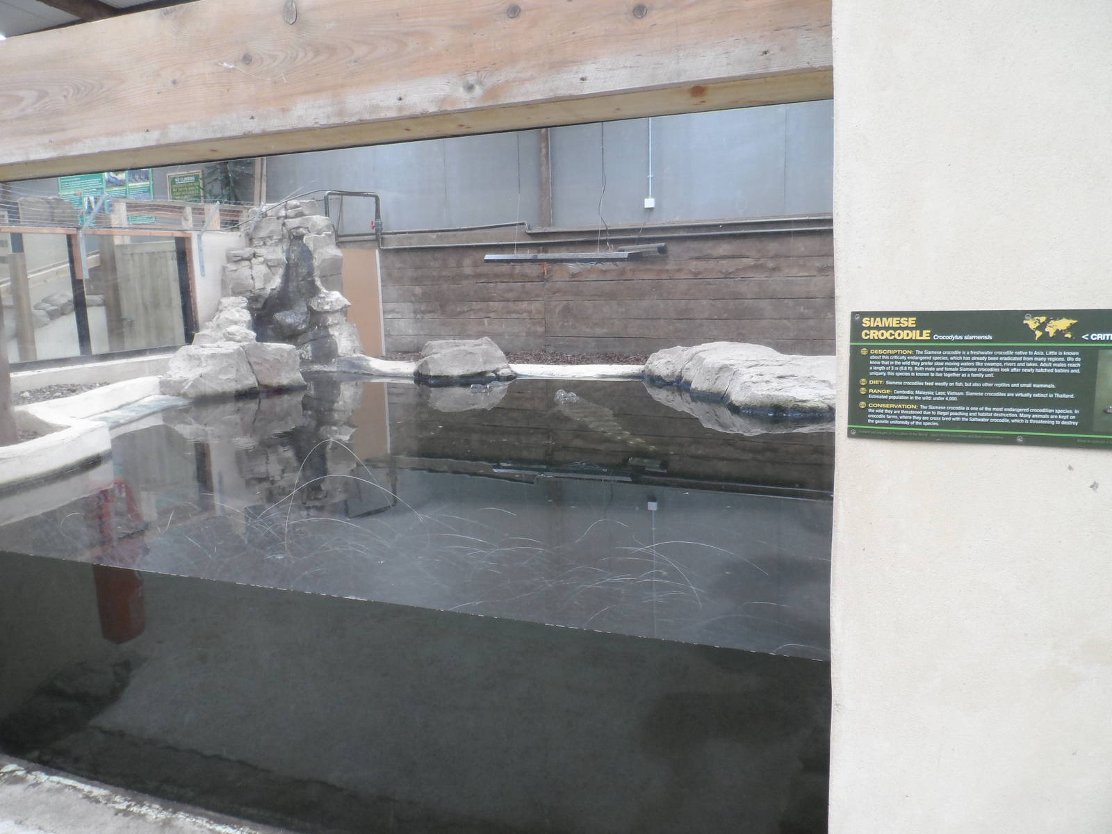 Siamese Crocodile Exhibit