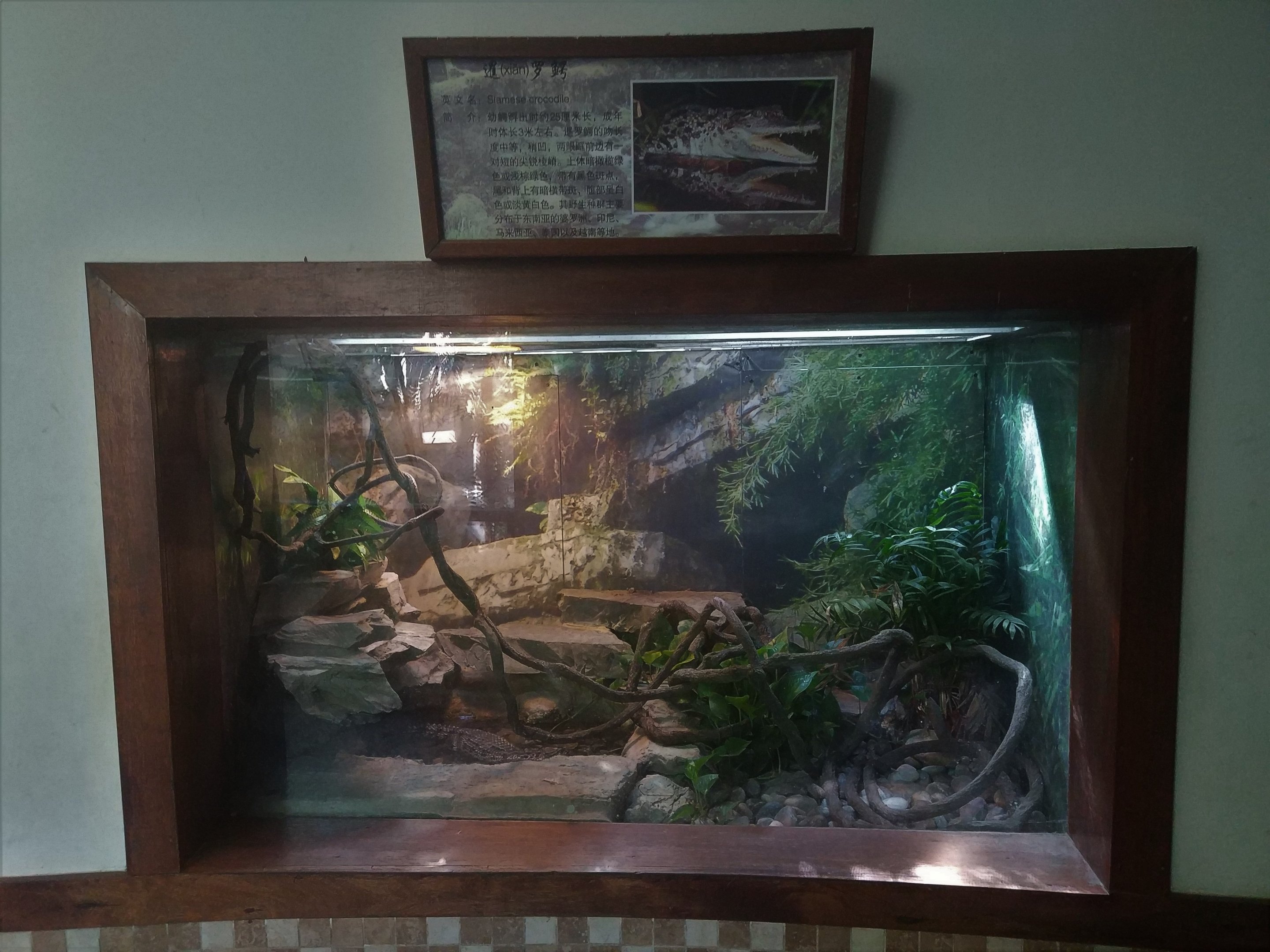 Siamese Crocodile exhibit
