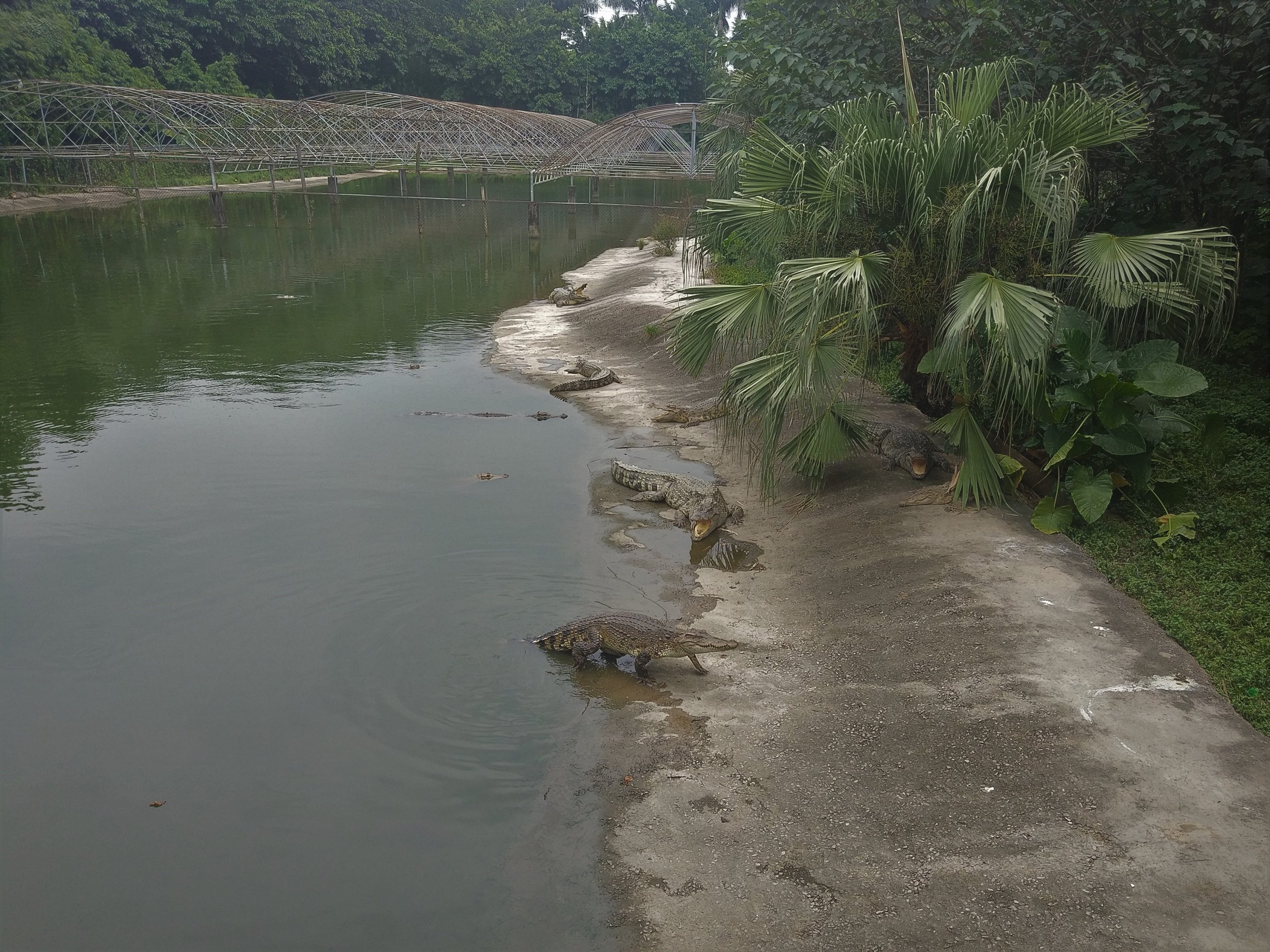 Siamese Crocodile Exhibit
