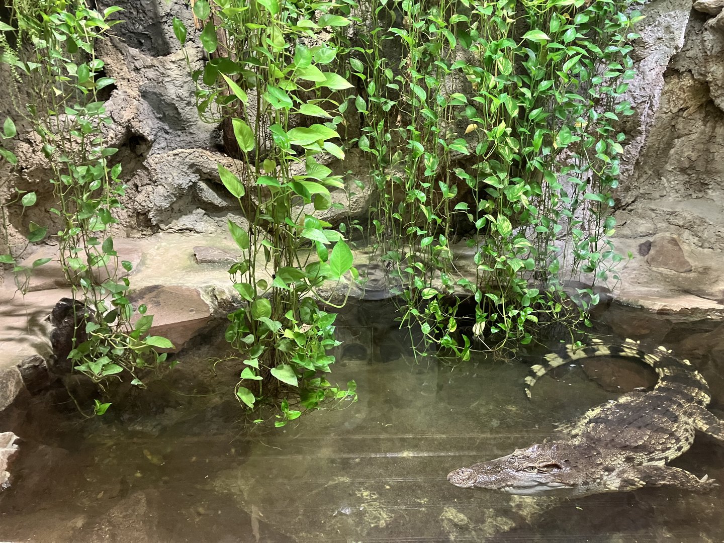 Siamese crocodile exhibit