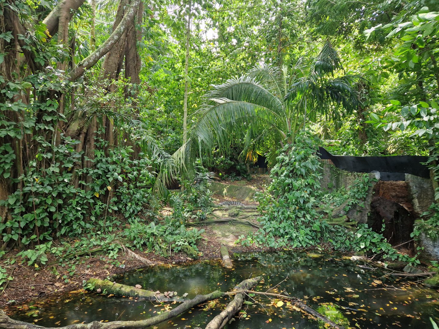 Siamese Crocodile exhibit
