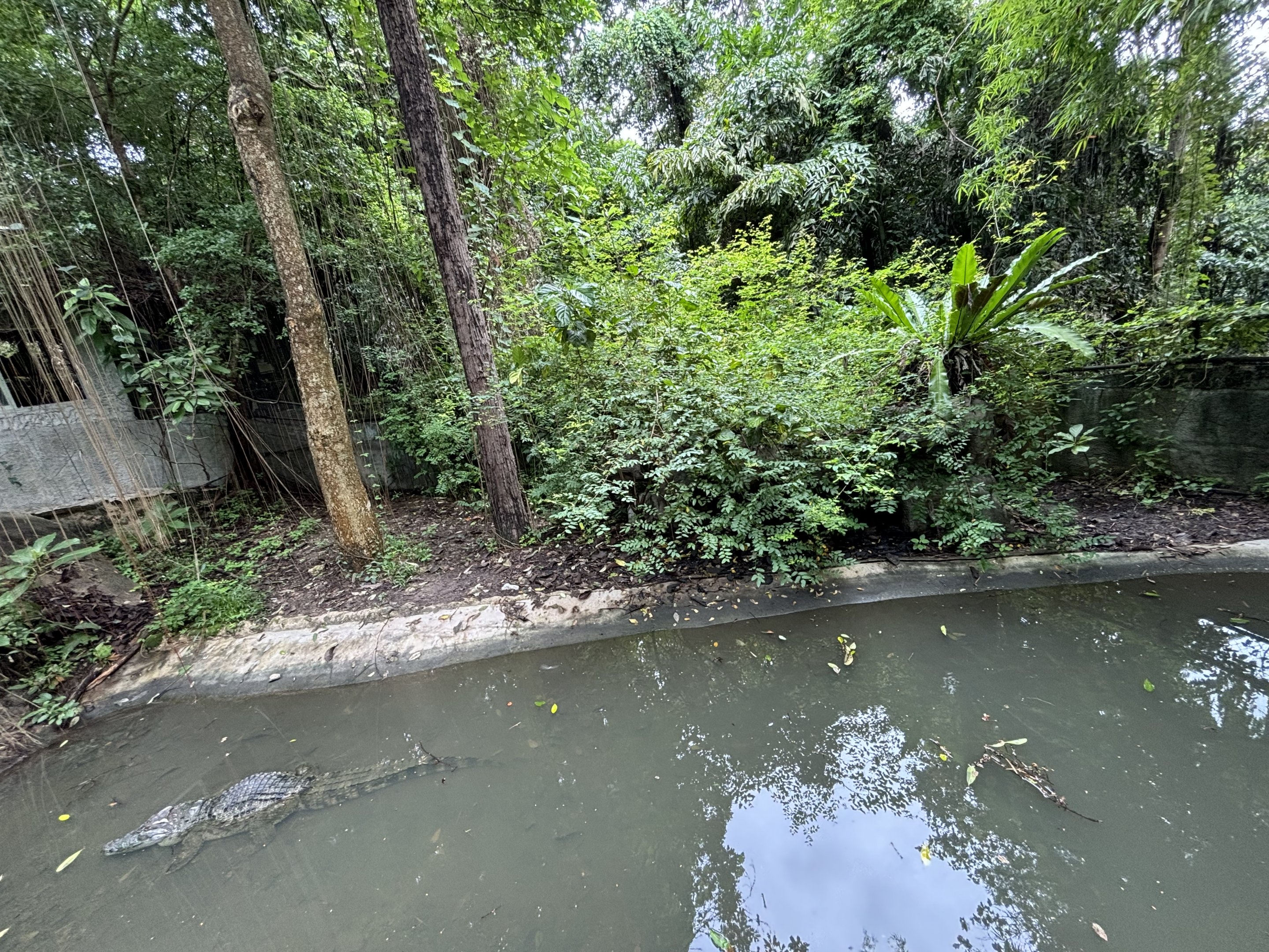 Siamese Crocodile Exhibit