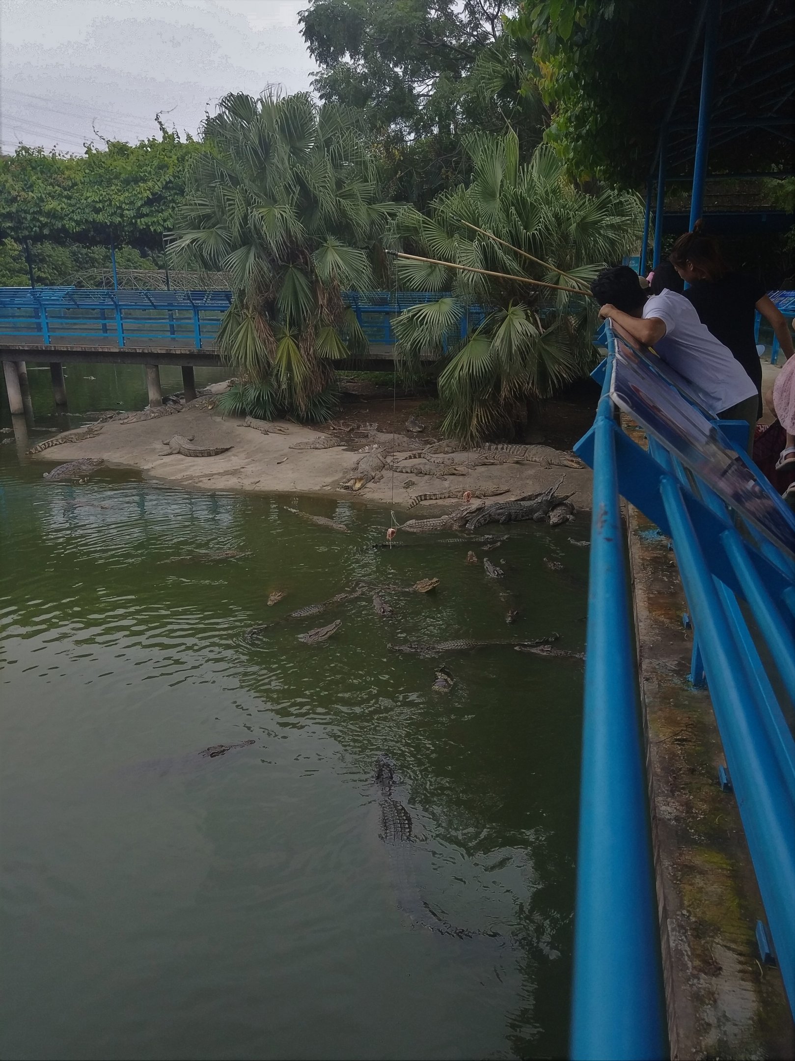 Siamese Crocodile Feeding