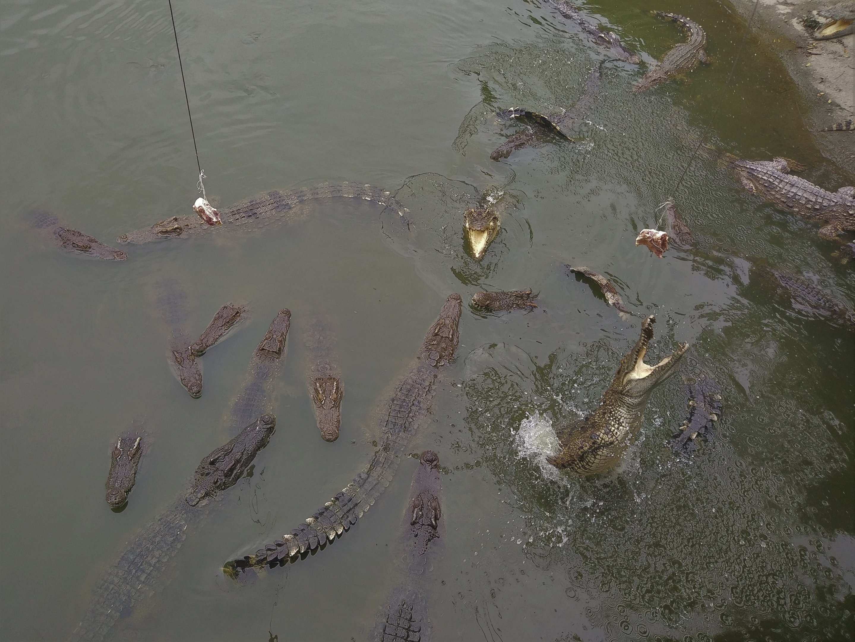 Siamese Crocodile Feeding