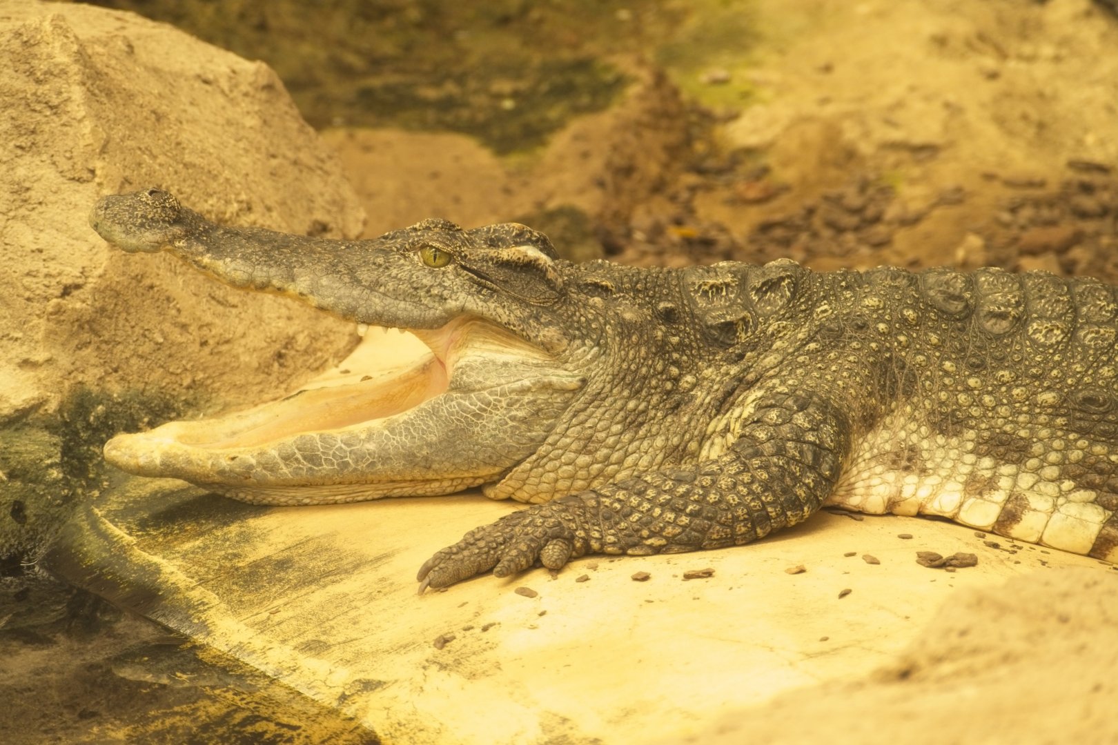 Siamese  Crocodile (Female)
