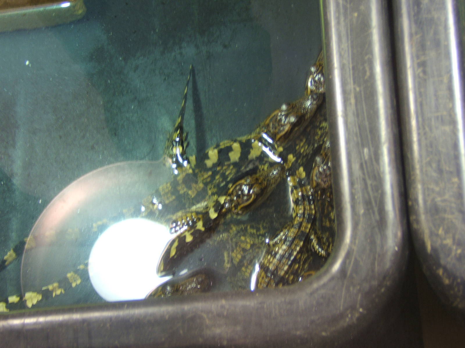 Siamese Crocodile hatchlings from 2014