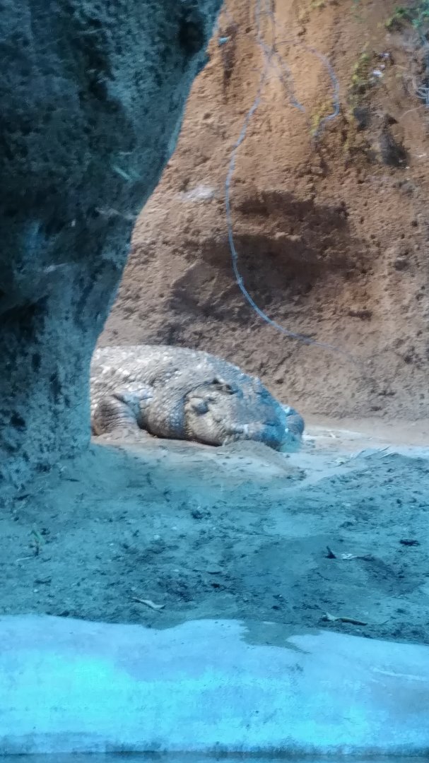 Siamese Crocodile on Tiger Trail
