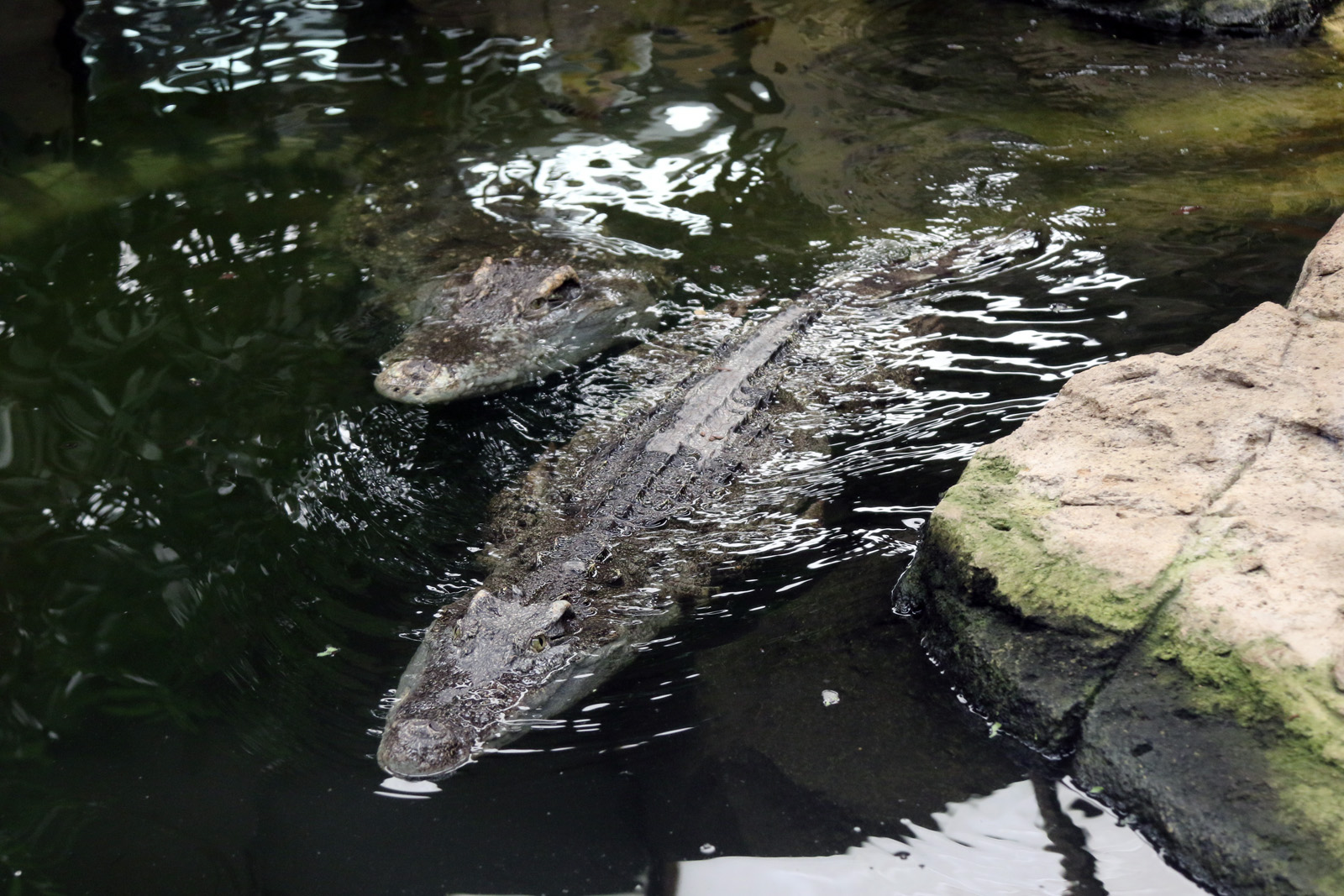 Siamese Crocodile Pair at Crocodiles of the World 14/07/2023