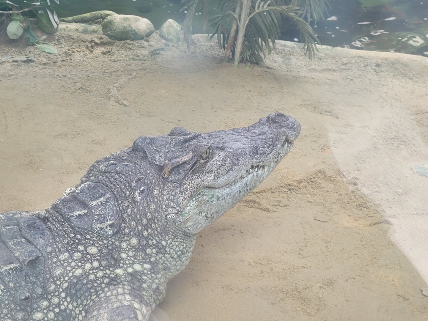 Siamese crocodile -TerraNatura Benidorm (2022)