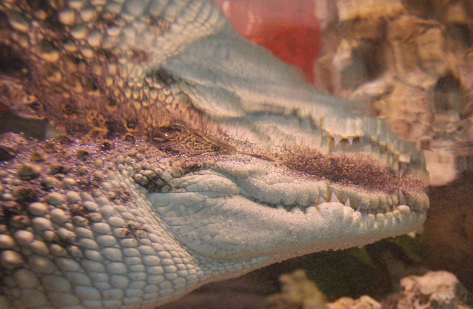 Siamese crocodile - underwater-view